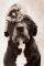 POSTER HALE LOKI'S KITTEN 61 X 91.5 CM