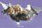 POSTER KITTENS (61X91.5CM)