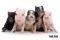 POSTER THE PIG COLLECTION (61X91.5CM)