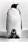 POSTER BABY PENGUIN 61 X 91.5 CM