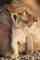 POSTER LIONESS AND CUB 61 X 91.5 CM