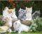 POSTER BABY CATS (40.6X50.8CM)
