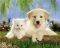 POSTER REAL PALS 40.6 X 50.8 CM