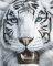 POSTER TIGRE BLANCO 40.6 X 50.8 CM