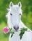 POSTER WHITE HORSE (40.6X50.8CM)