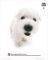 POSTER WEST HIGHLAND, WHITE TERRIER 40.6 X 50.8 CM