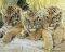 POSTER TIGER CUBS 40.6 X 50.8 CM