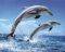 POSTER DOLPHINS 40.6 X 50.8 CM