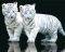 POSTER BABY TIGERS (40.6X50.8CM)