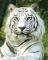 POSTER TIGER (40.6X50.8CM)