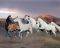 POSTER HORSE RUNNING (40.6X50.8CM)