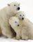 POSTER POLAR BEARS (40.6X50.8CM)