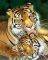 POSTER MOTHER'S LOVE TIGERS (40.6X50.8CM)