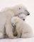 POSTER POLAR BEAR FAMILY 40.6 X 50.8 CM