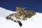 POSTER SNOW LEOPARDS 61 X 91.5 CM