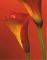 POSTER RED CALLA LILIES (40.6X50.8CM)