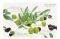 ������ NUOVA OLIVES 45X30CM