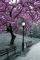 POSTER CENTRAL PARK - BLOSSOM 61 X 91.5 CM