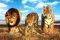 POSTER THE WILD CATS  61 X 91.5 CM