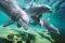 POSTER  DOLPHINS  61 X 91.5 CM