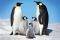 POSTER PENGUINS (61X91.5CM)