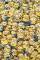 POSTER  MINIONS POLLA 61 X 91.5 CM