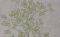 ���������� PETRANIS �� 12 ��������� ��� �����...