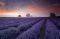 POSTER LAVENDER FIELD 61X91.5CM