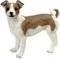   ESPIEL JACK RUSSELL TERRIER ...