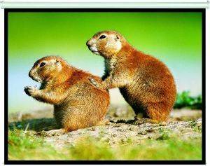 X-TREME PMA-G200 200X200 PROJECTOR SCREEN X-TREME PMA-G200 200X200 PROJECTOR SCREEN