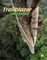 TRAILBLAZER 1 LITERACY ANTHOLOGY