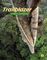 TRAILBLAZER 1 LITERACY ANTHOLOGY PACK (+ NOTEBOOK) TRAILBLAZER 1 LITERACY ANTHOLOGY PACK (+ NOTEBOOK)