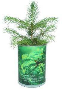 DIVERSE CHRISTMAS TREE DIVERSE CHRISTMAS TREE