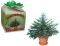GROW YOUR OWN MINI CHRISTMAS TREE