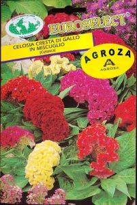 ������� CRESTA DI GALLO