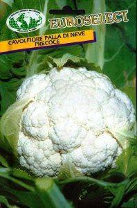  PALLA DI NEVE PRECOCE