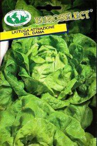 ������� ATTRAZIONE