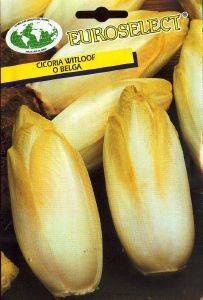  WITLOOF