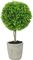 ��������� BUXUS 40CM