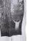 T-SHIRT WESC TREE WORSHIP ΛΕΥΚΟ (XL) T-SHIRT WESC TREE WORSHIP ΛΕΥΚΟ (XL)