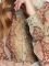 ΠΟΥΚΑΜΙΣΟ GUESS CLOUIS W3RH66WDW52 SNAKE PRINT ΠΟΛΥΧΡΩΜΟ (XL)