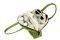CRUMPLER   DENTIST\'S WIFE S 