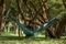 ΑΙΩΡΑ (2 ΑΤΟΜΩΝ) TICKET TO THE MOON ORIGINAL HAMMOCK ΠΕΤΡΟΛ/ΓΚΡΙ ΣΚΟΥΡΟ ΑΙΩΡΑ (2 ΑΤΟΜΩΝ) TICKET TO THE MOON ORIGINAL HAMMOCK ΠΕΤΡΟΛ/ΓΚΡΙ ΣΚΟΥΡΟ
