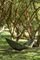 ΑΙΩΡΑ (2 ΑΤΟΜΩΝ) TICKET TO THE MOON ORIGINAL HAMMOCK ΧΑΚΙ/ΠΡΑΣΙΝΟ ΜΗΛΟ ΑΙΩΡΑ (2 ΑΤΟΜΩΝ) TICKET TO THE MOON ORIGINAL HAMMOCK ΧΑΚΙ/ΠΡΑΣΙΝΟ ΜΗΛΟ