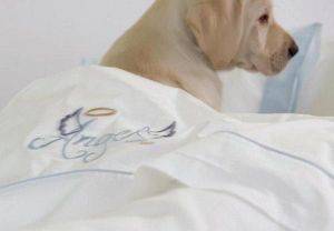 ASLANIS HOME, ANGEL BLUE �������