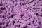 ������ ������� STYLE LILAC
