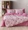   KENTIA BARAT 20A OLD ROSE/ECRU (2)