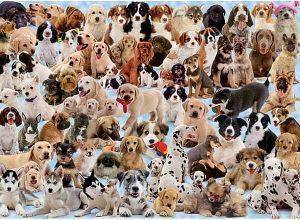 ����� ������ 1000 ��������