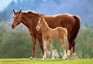 WESTFALIAN MARE WITH FOAL - 500 ��������