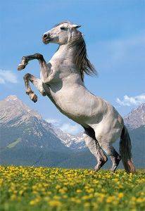 PASO FINO - 500 ΚΟΜΜΑΤΙΑ PASO FINO - 500 ΚΟΜΜΑΤΙΑ
